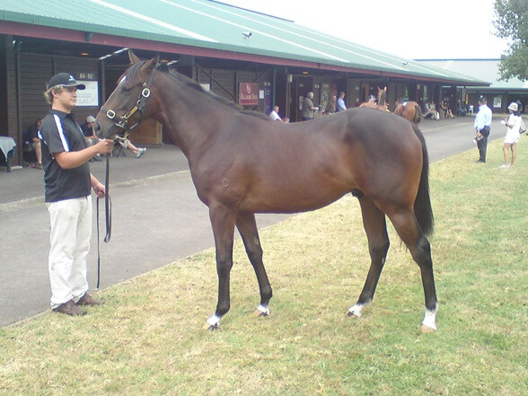 Montjeu colt